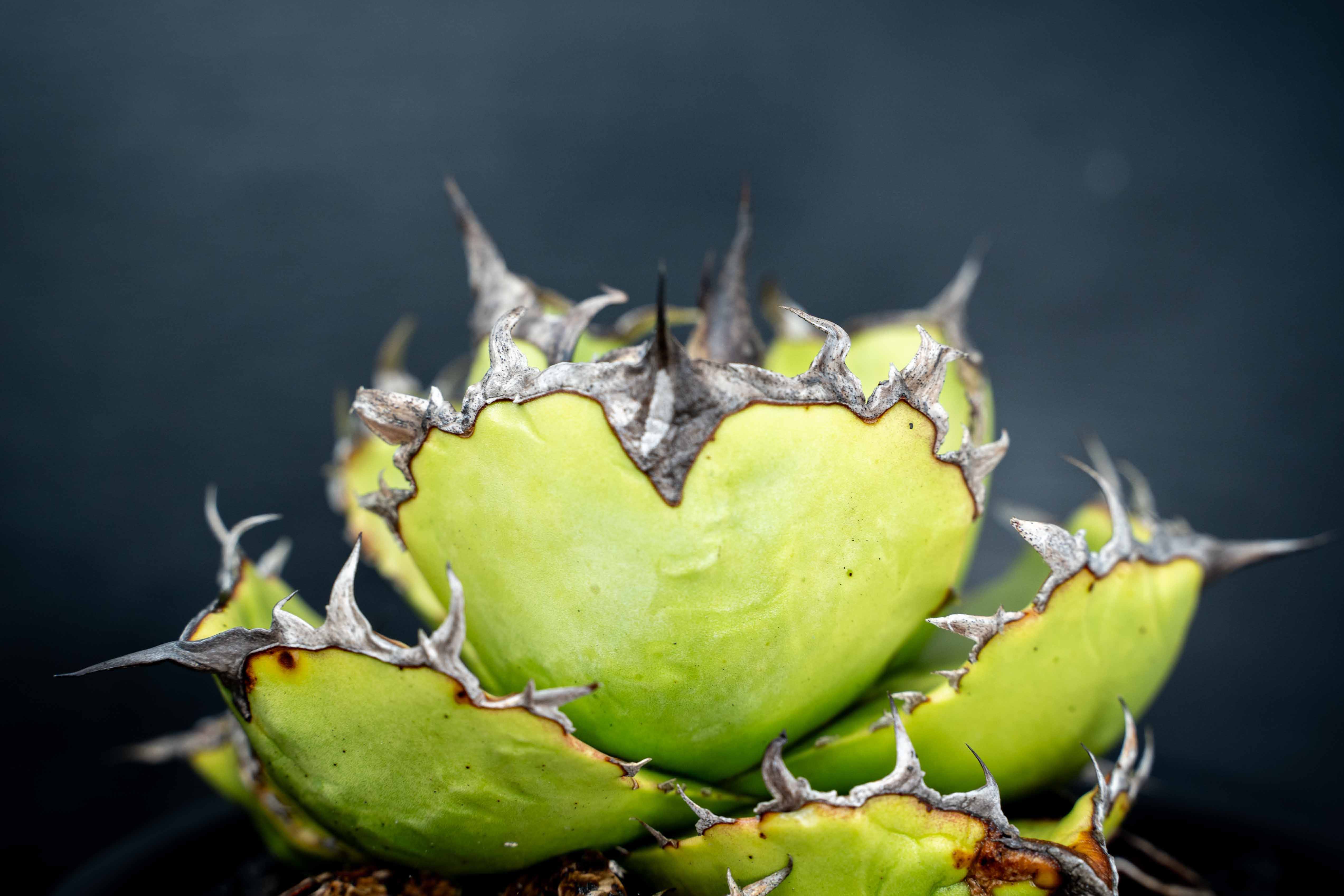 實生嚴龍 seedling
