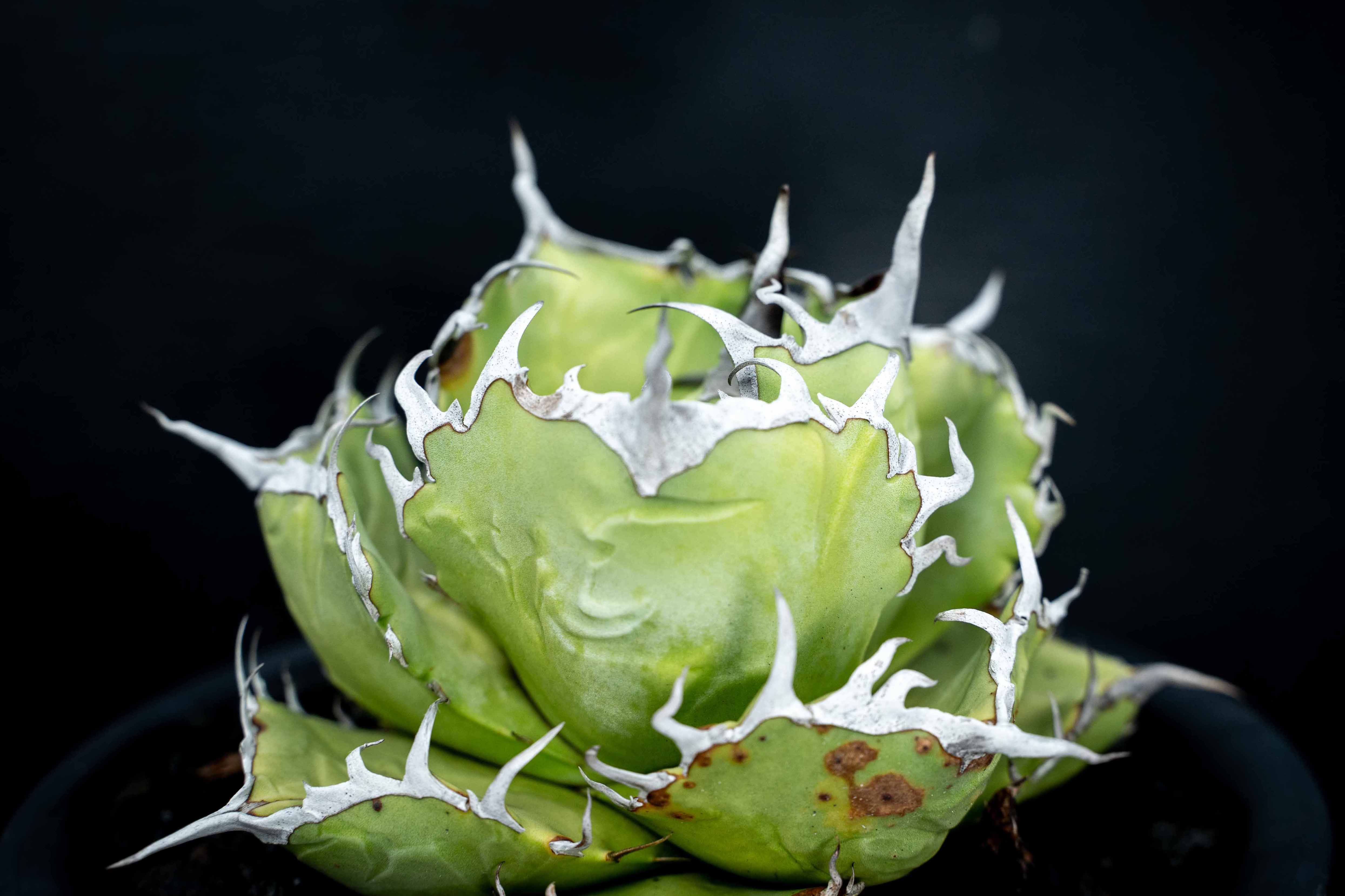 實生嚴龍 seedling