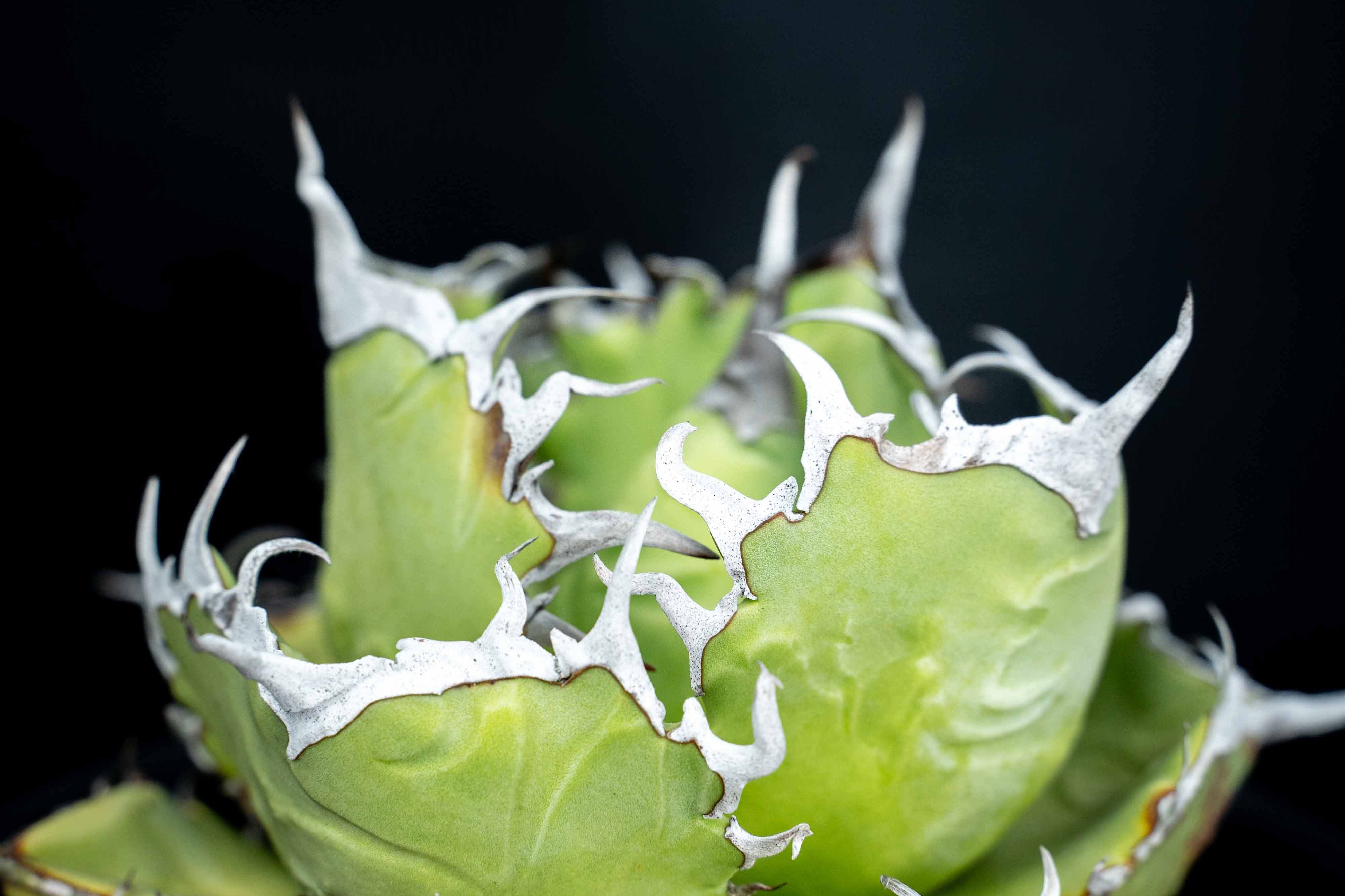 實生嚴龍 seedling