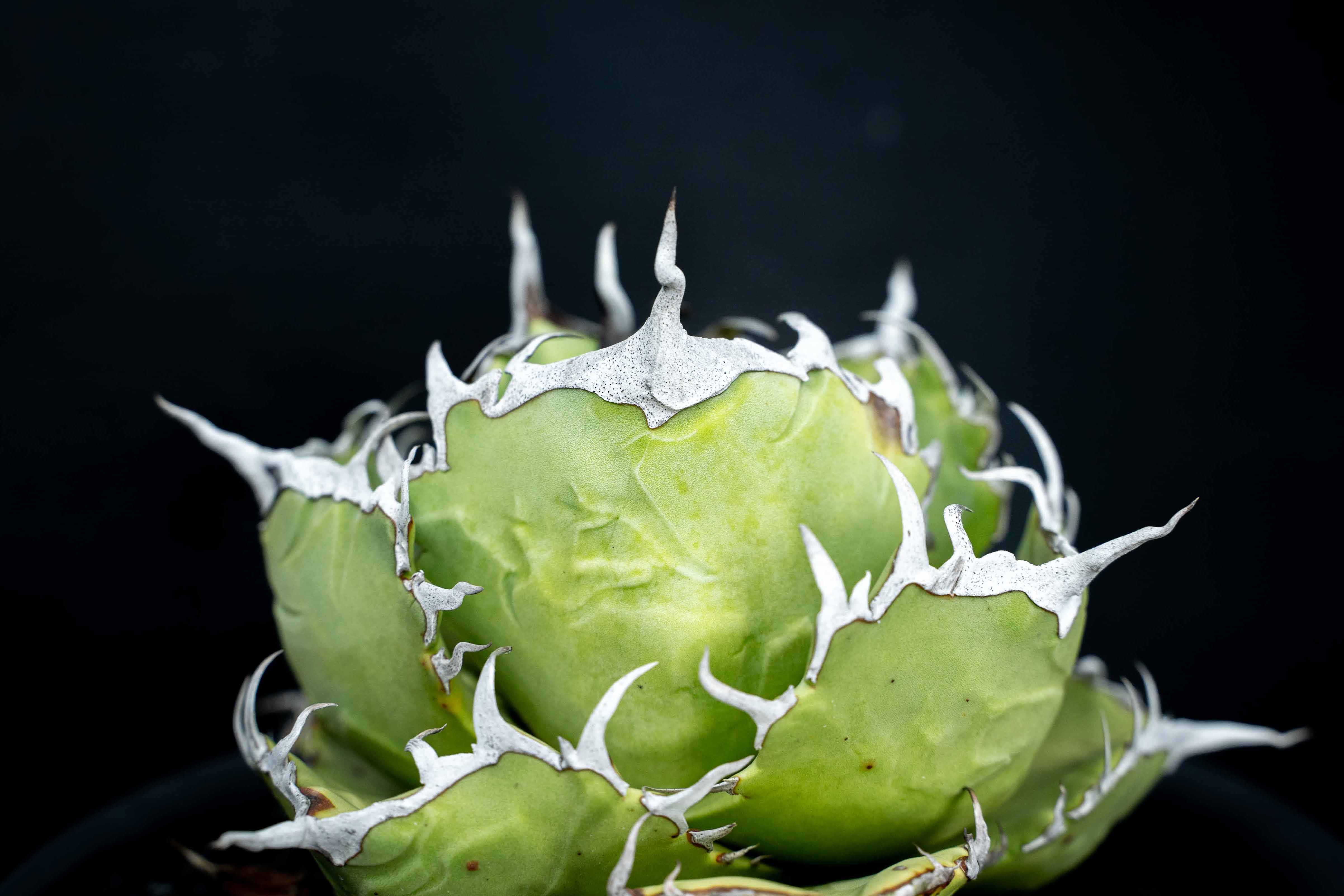 實生嚴龍 seedling