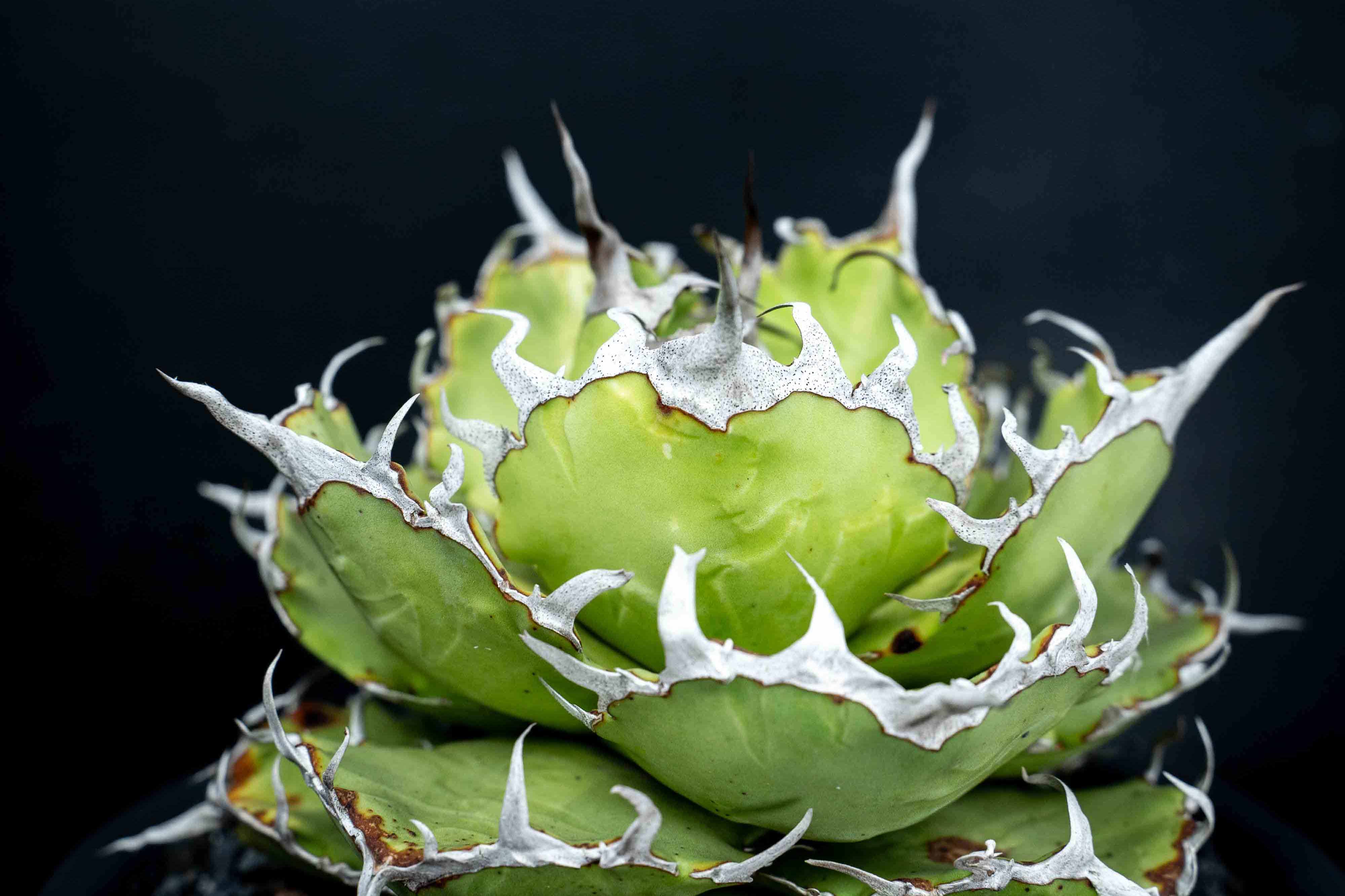 實生嚴龍 seedling