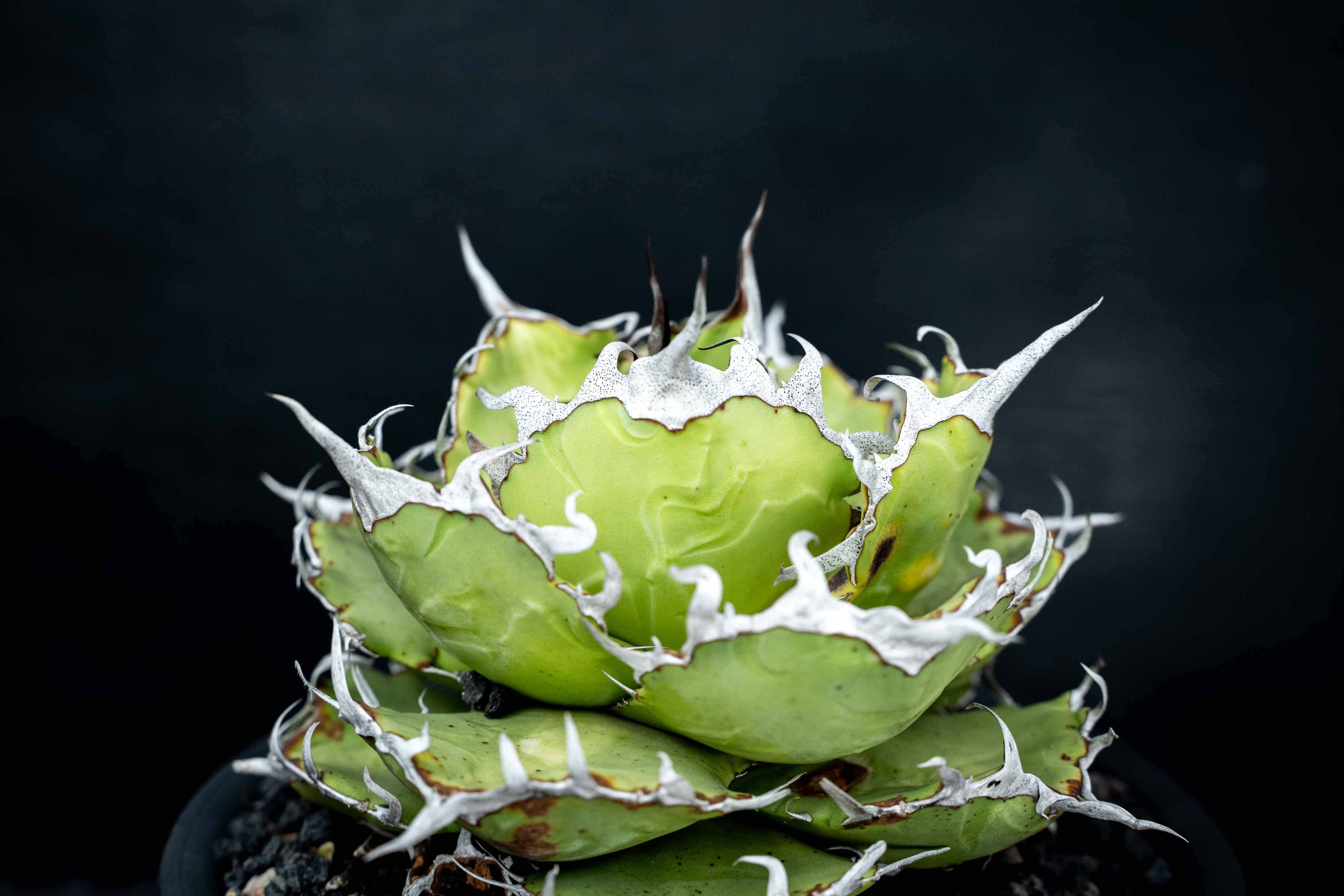 實生嚴龍 seedling