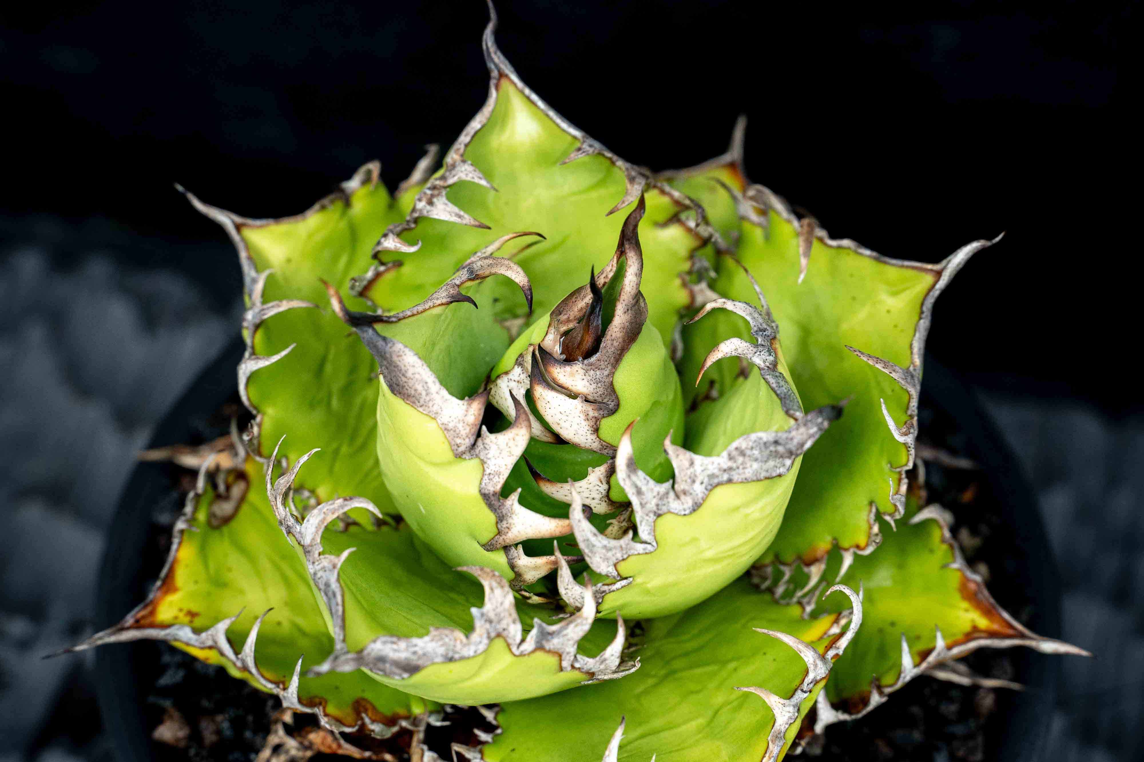 實生嚴龍 seedling