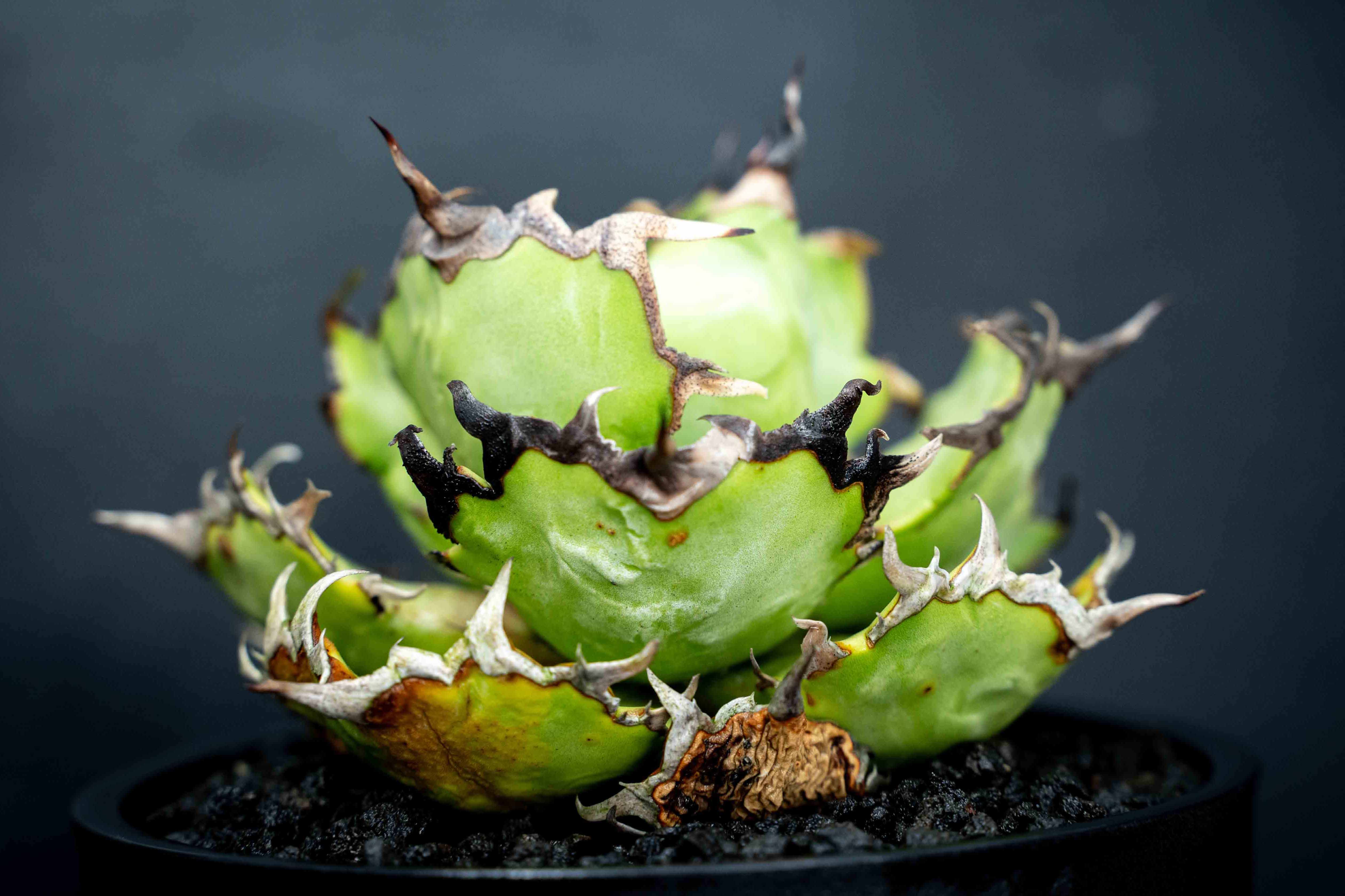 實生嚴龍 seedling