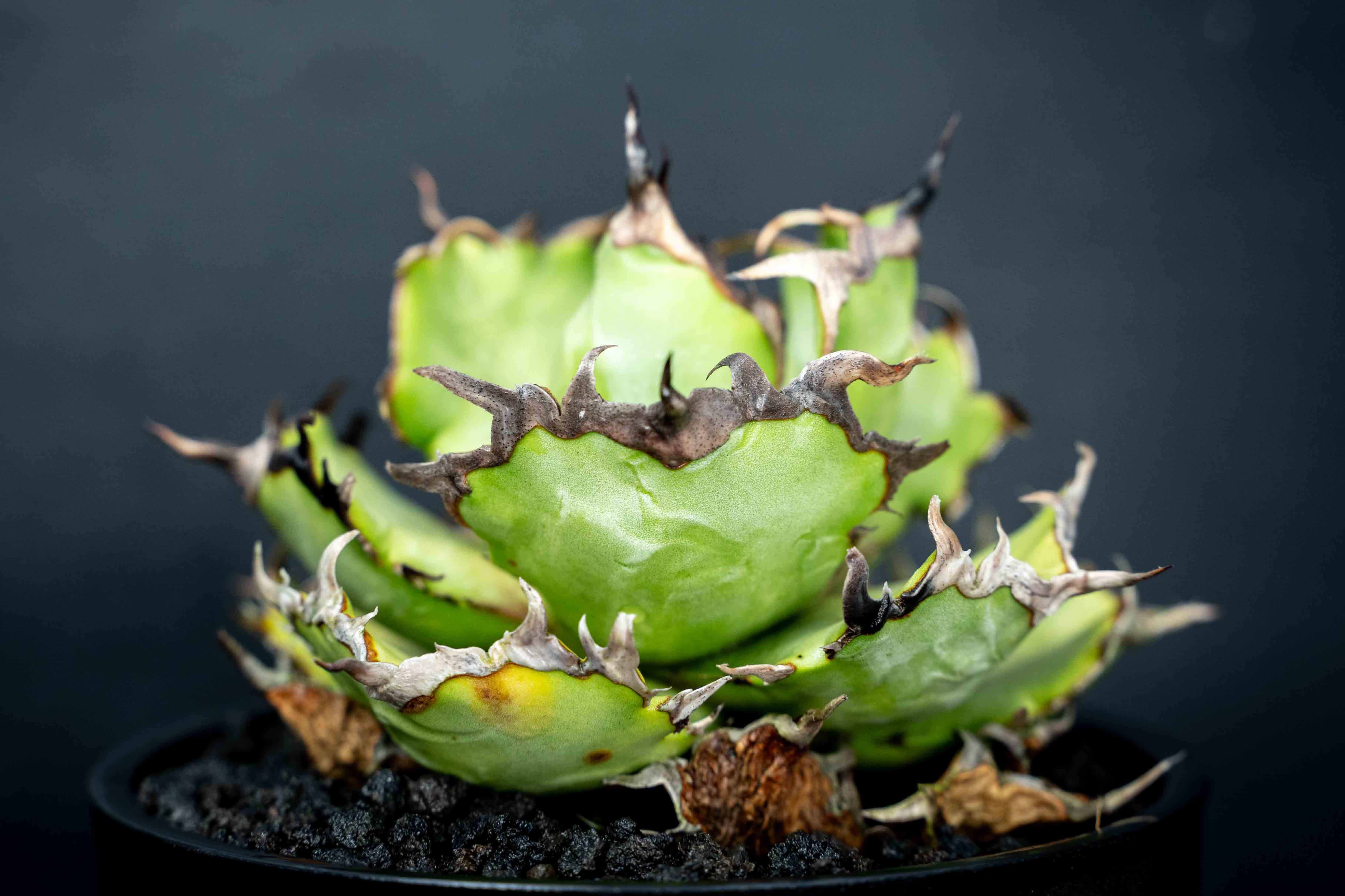 實生嚴龍 seedling