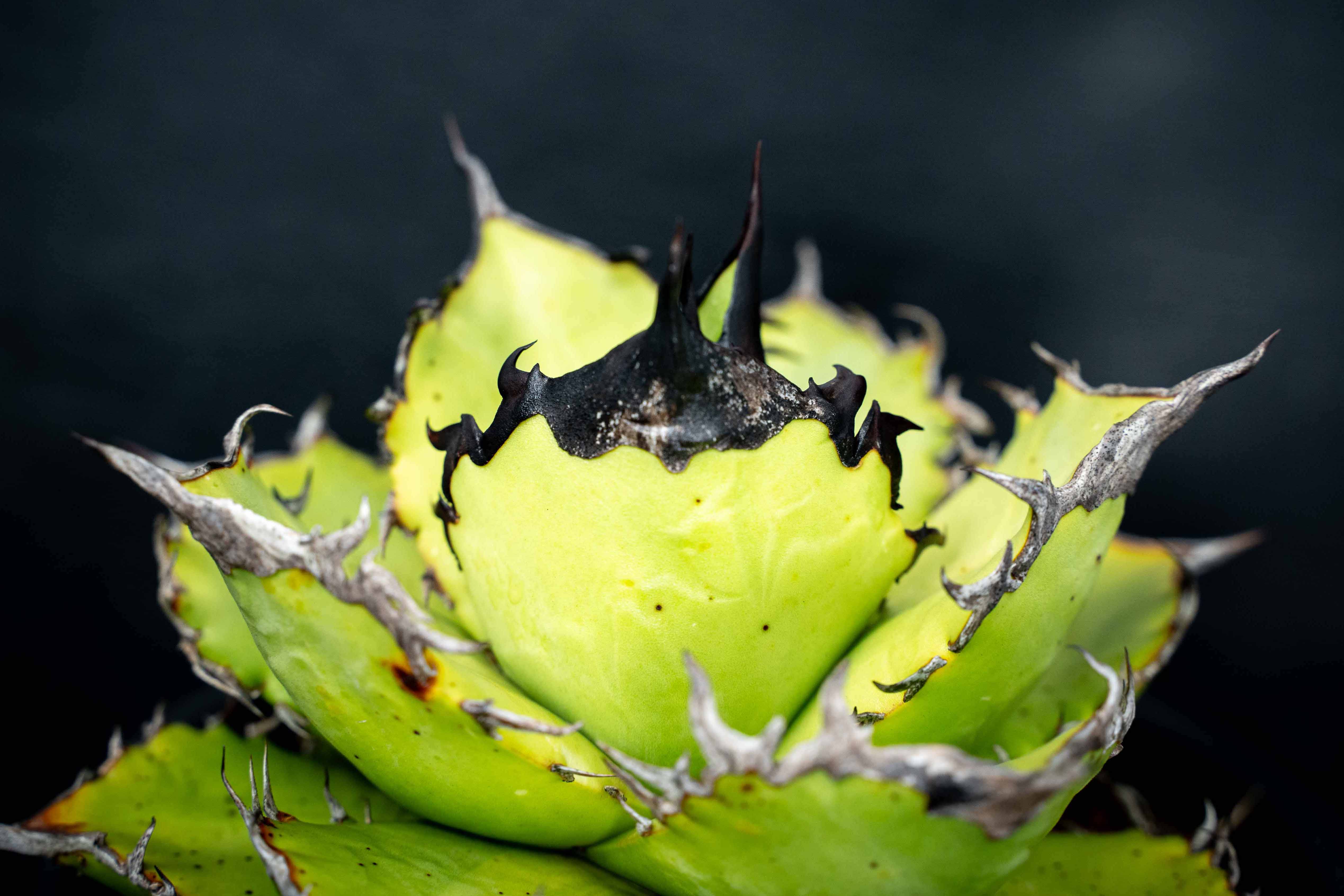 實生嚴龍 seedling