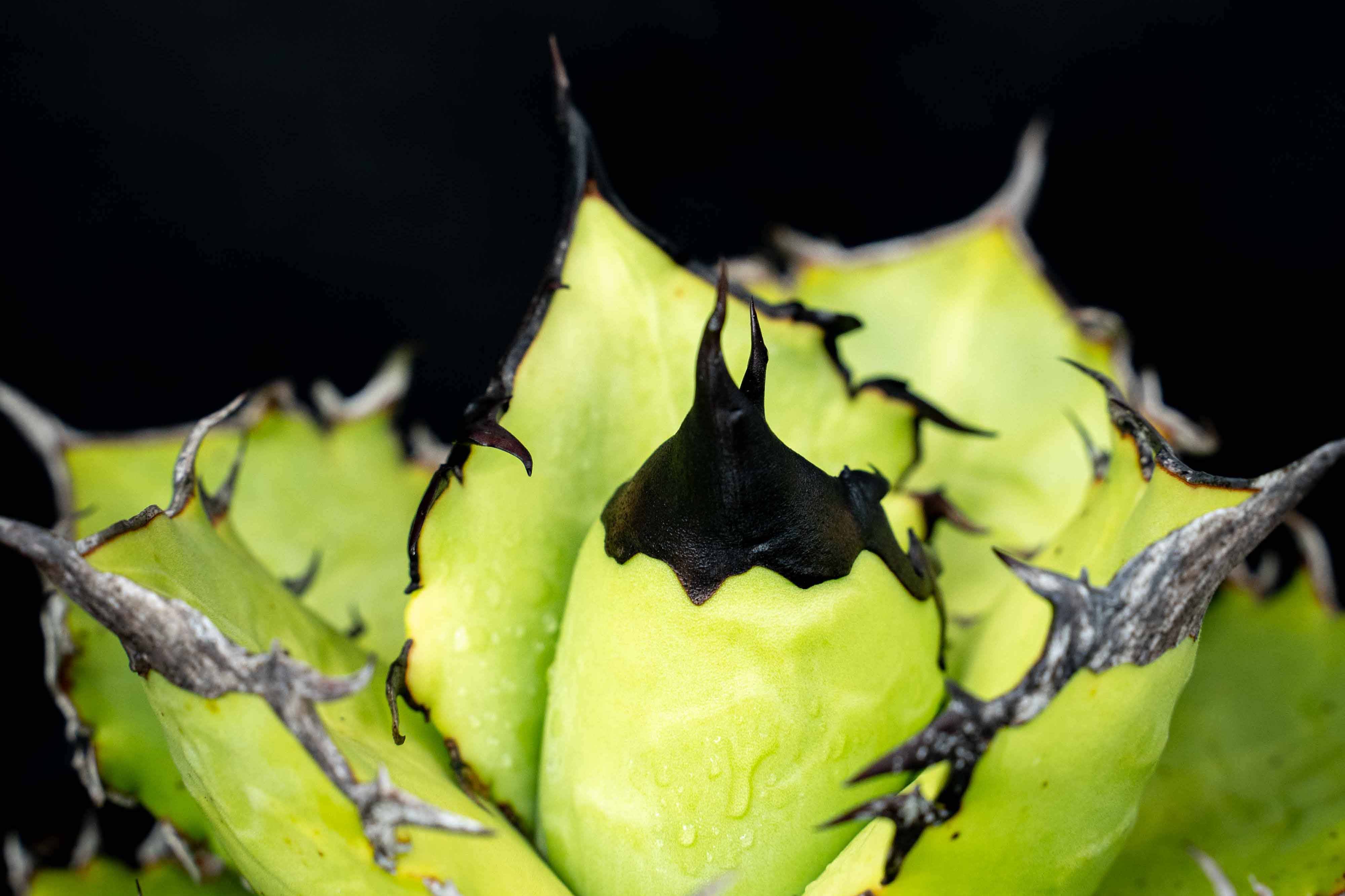 實生嚴龍 seedling