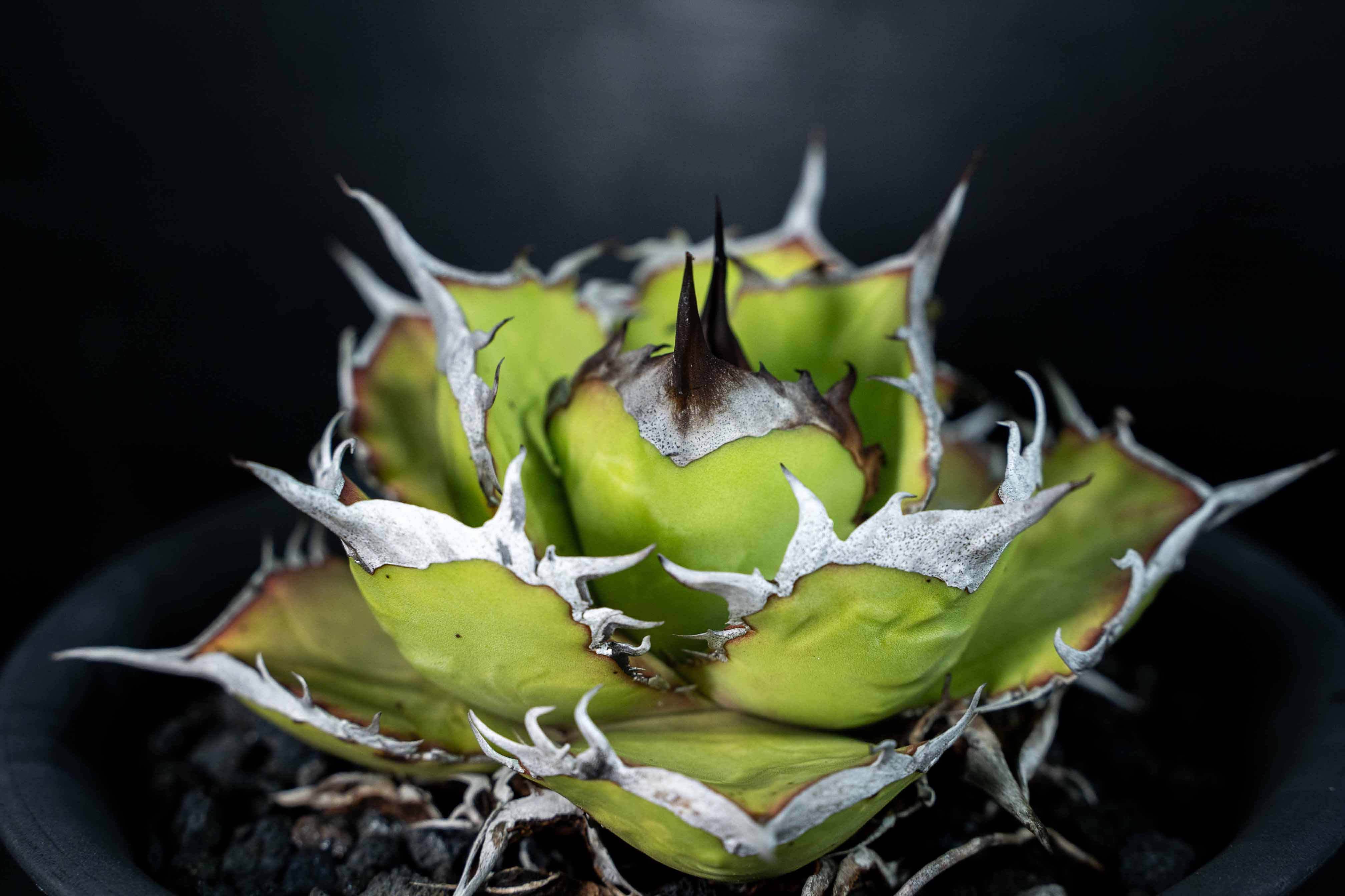 實生嚴龍 seedling