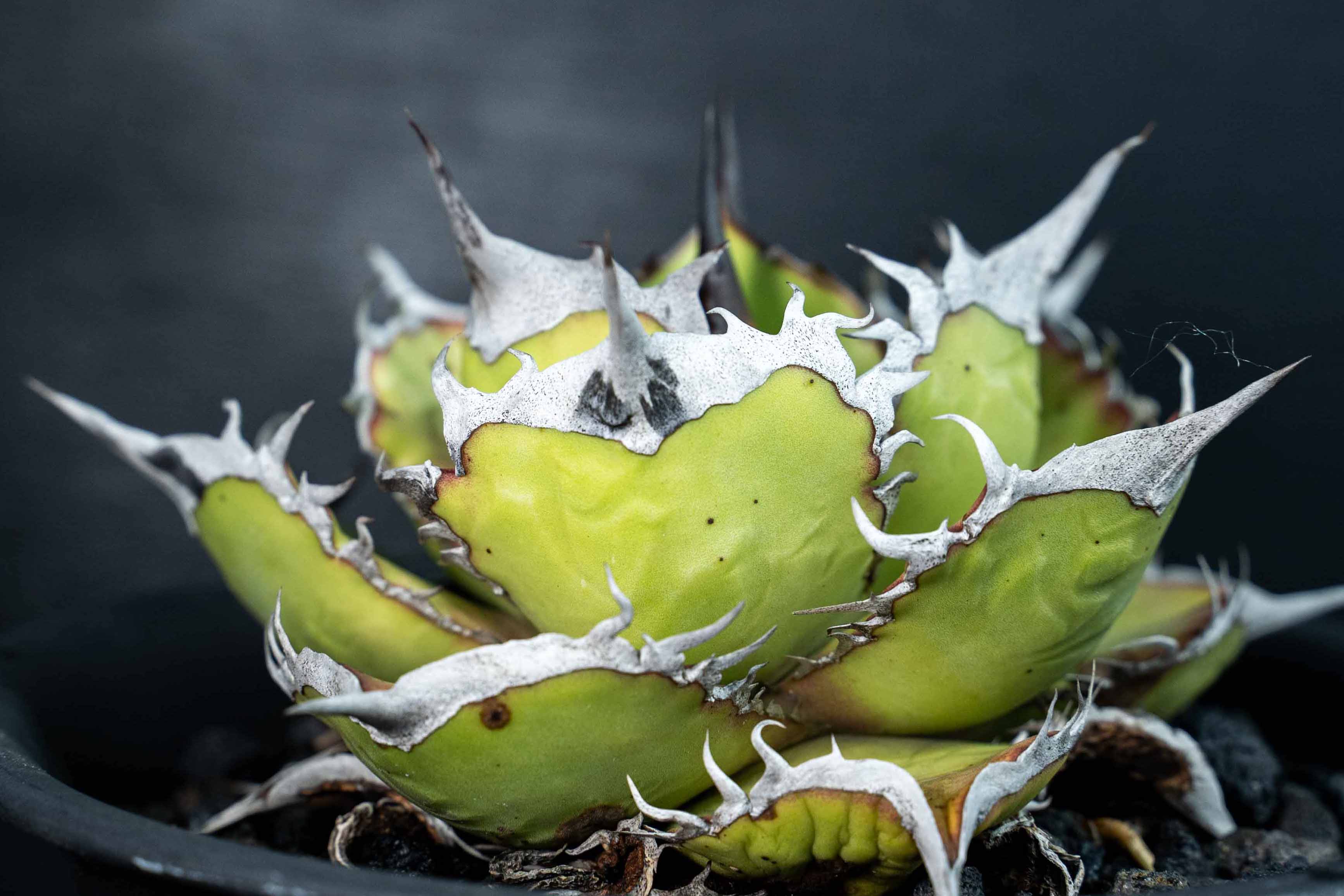 實生嚴龍 seedling