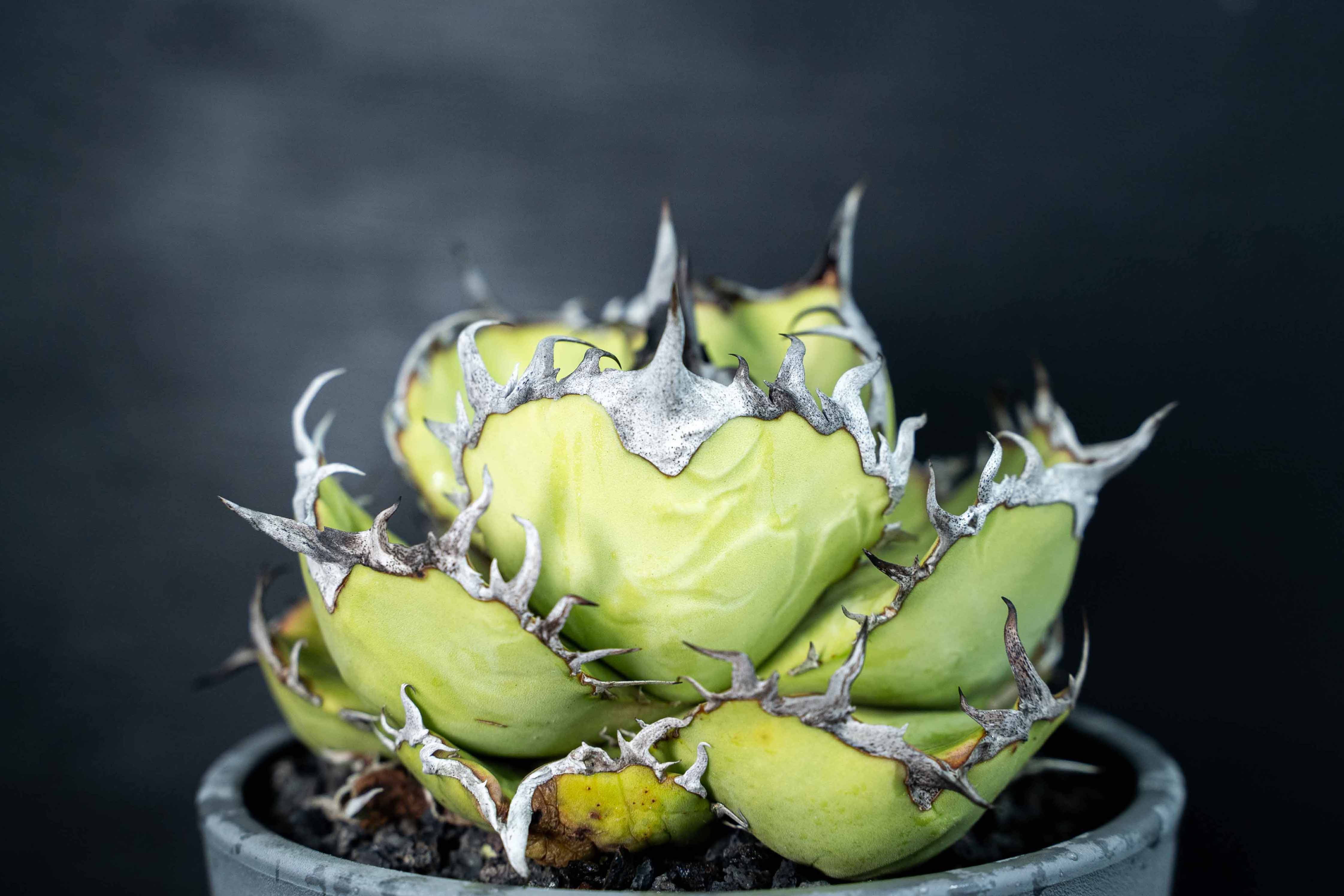 實生嚴龍 seedling