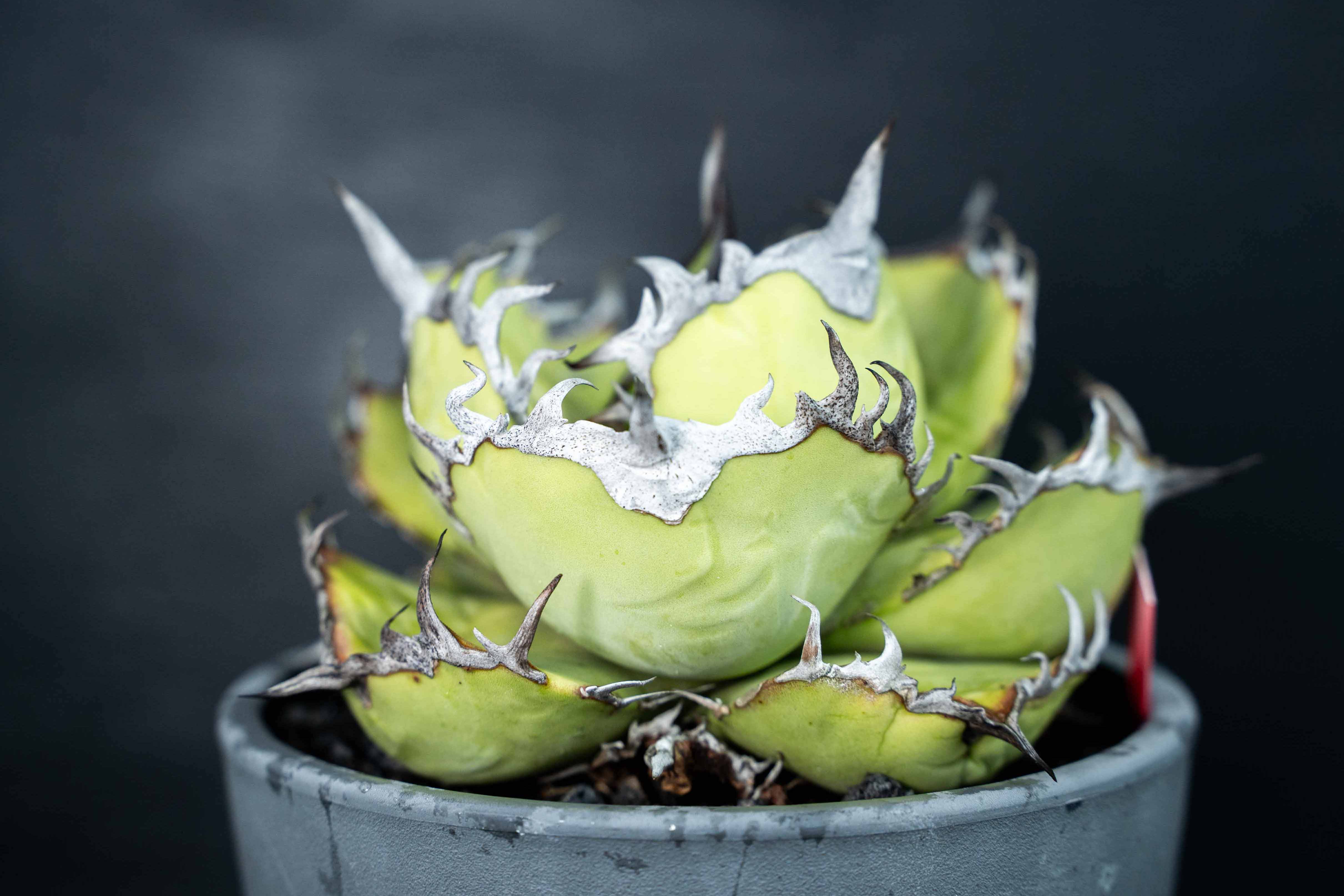 實生嚴龍 seedling