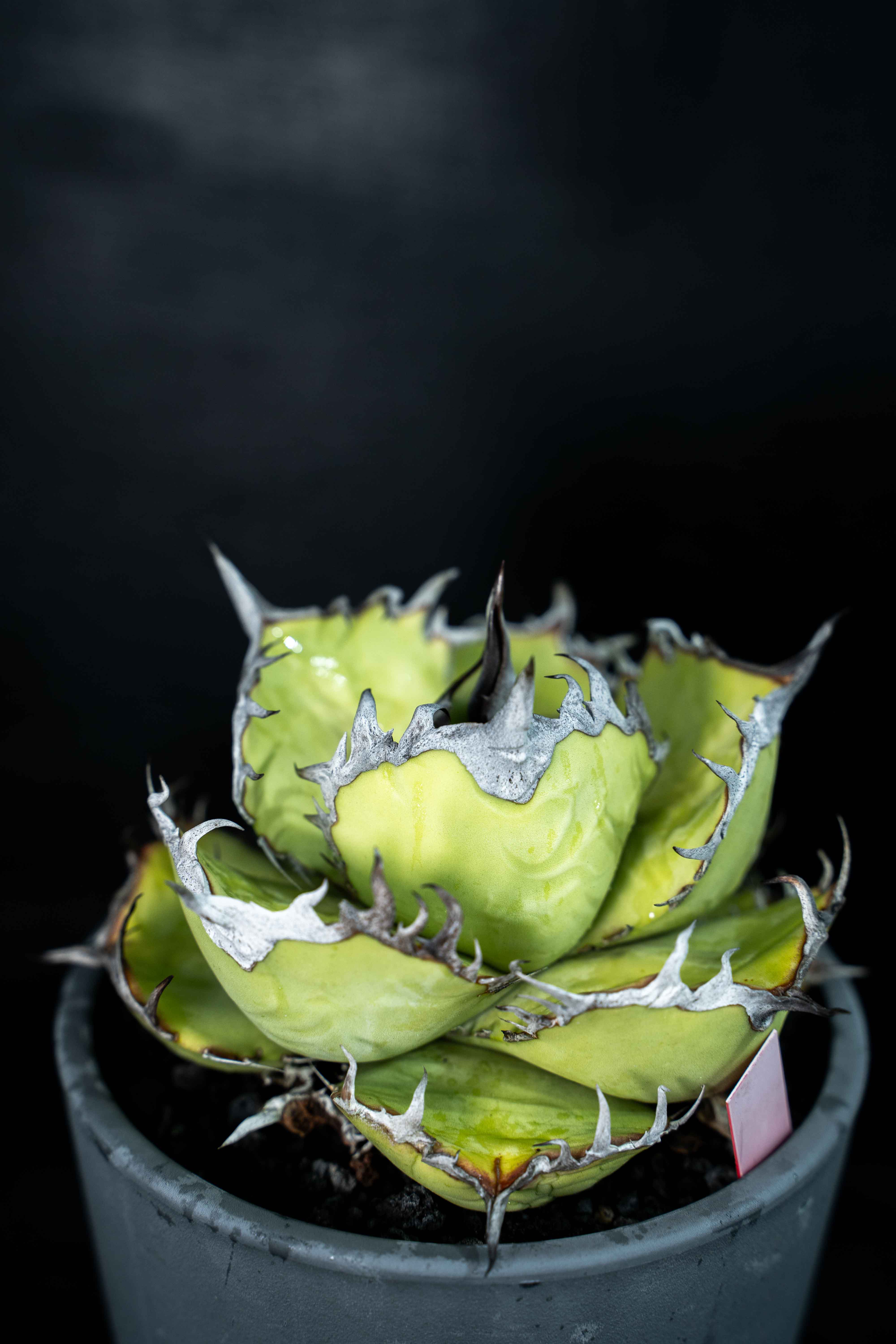 實生嚴龍 seedling