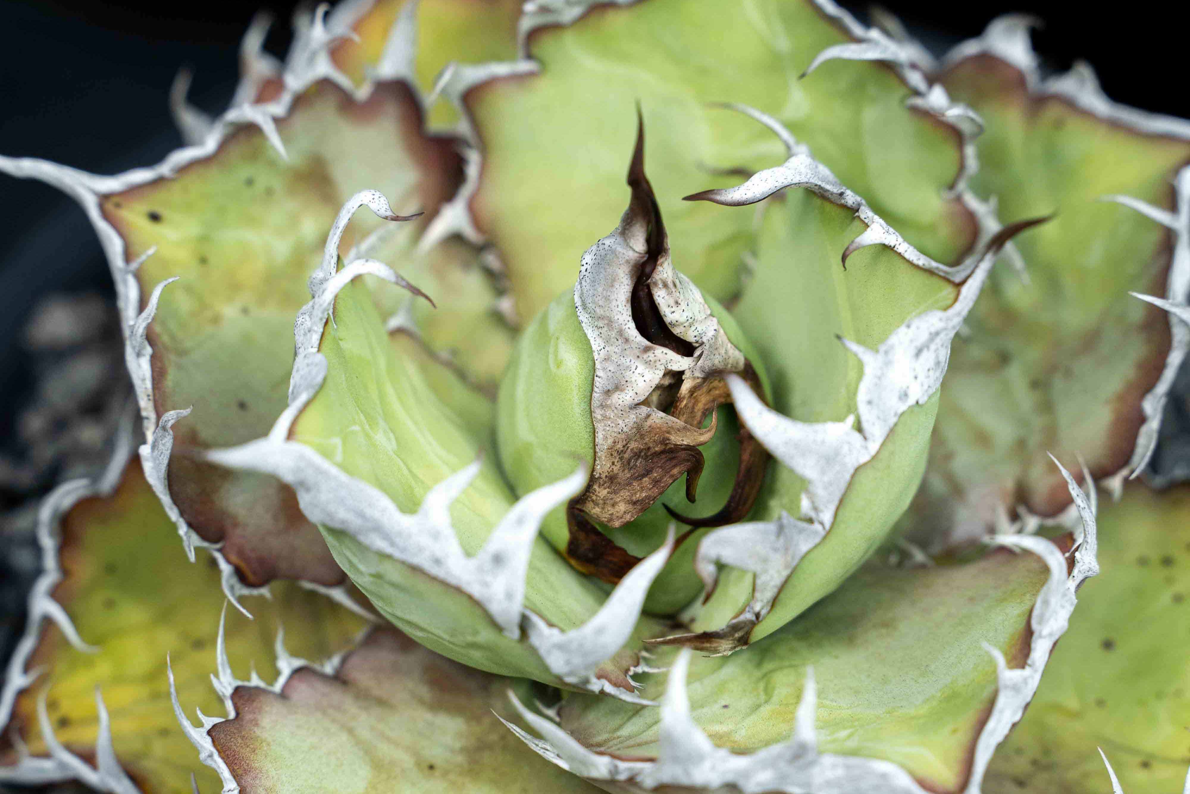 實生嚴龍 seedling