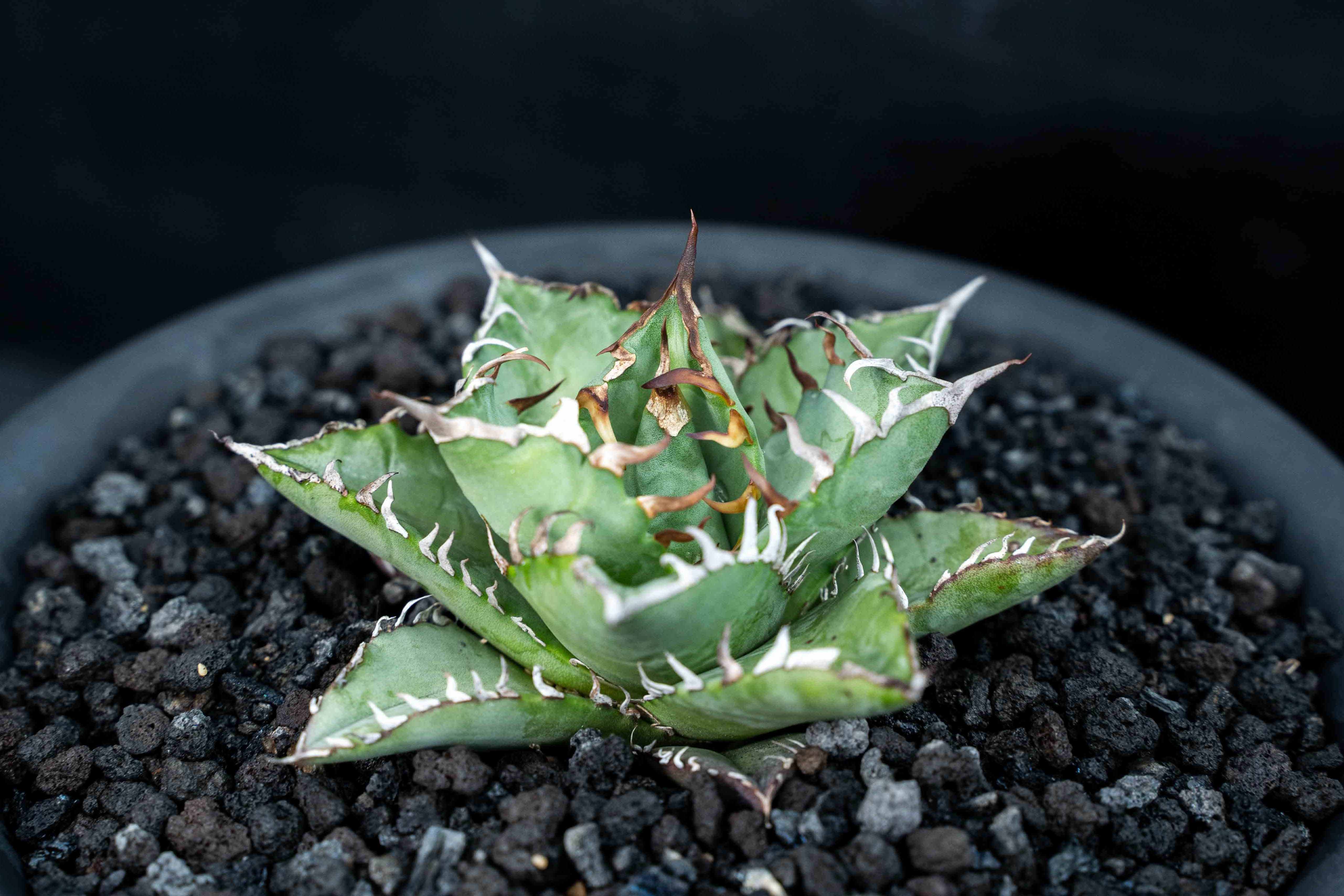 實生嚴龍 seedling