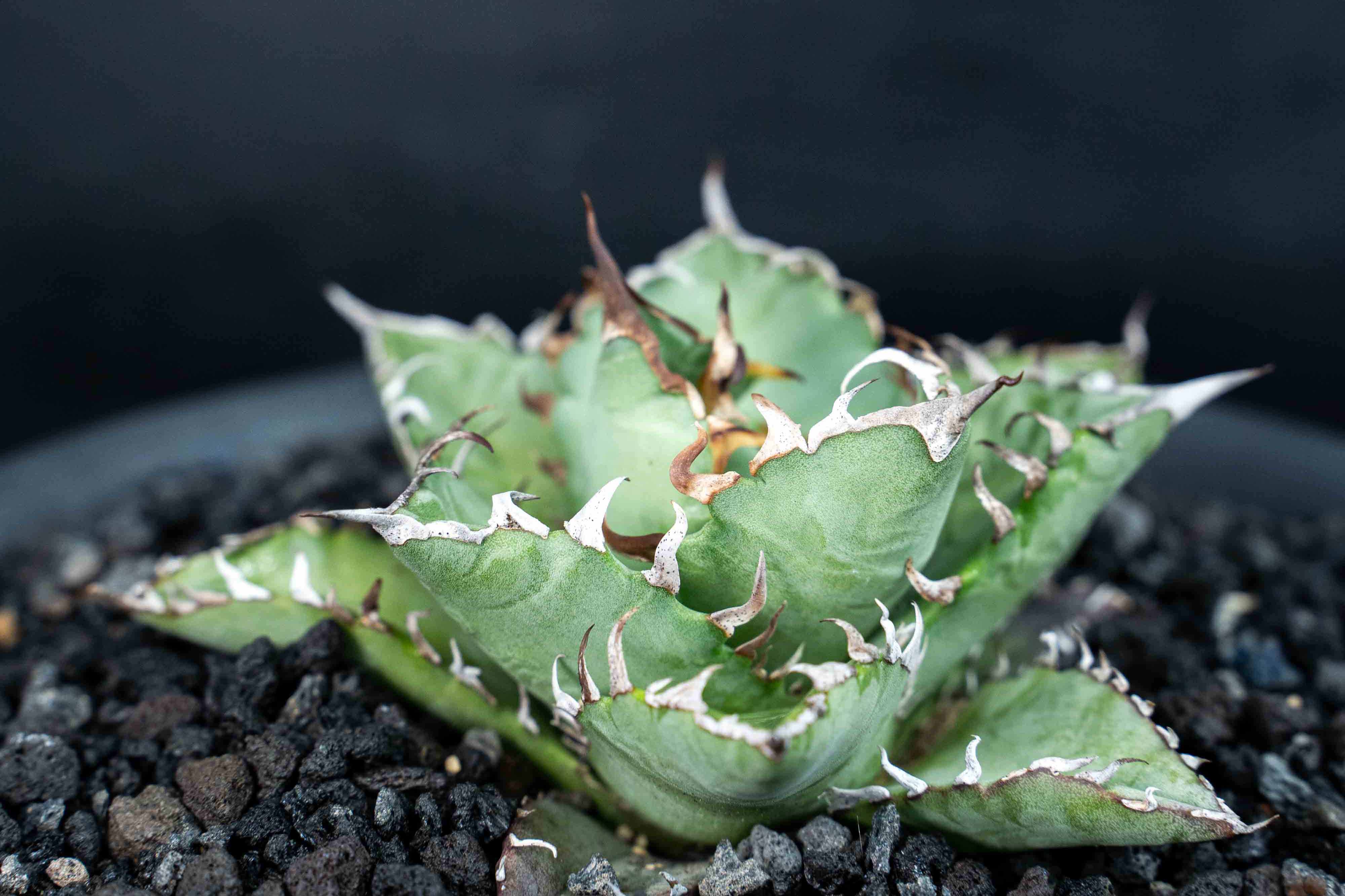 實生嚴龍 seedling