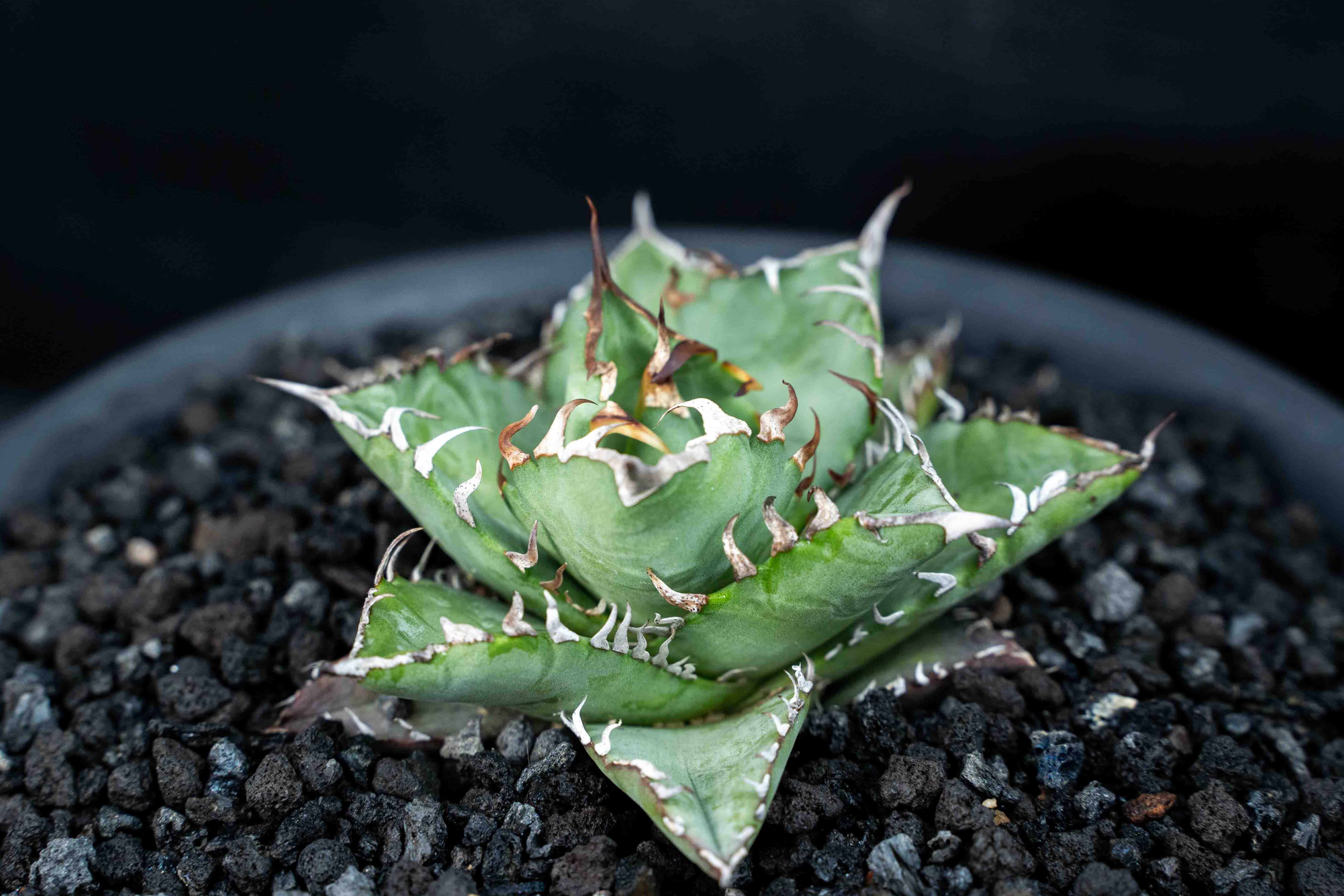 實生嚴龍 seedling