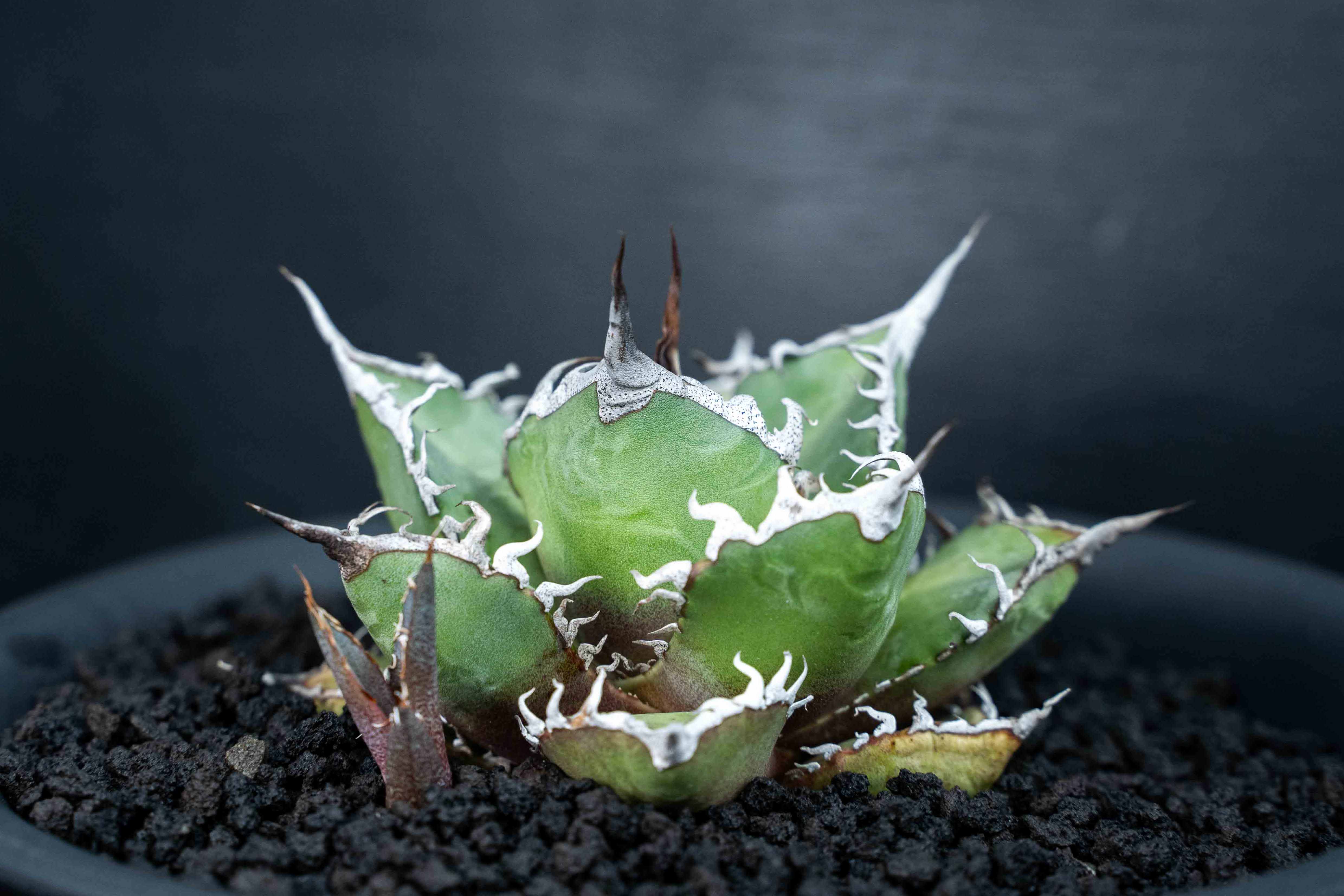 實生嚴龍 seedling