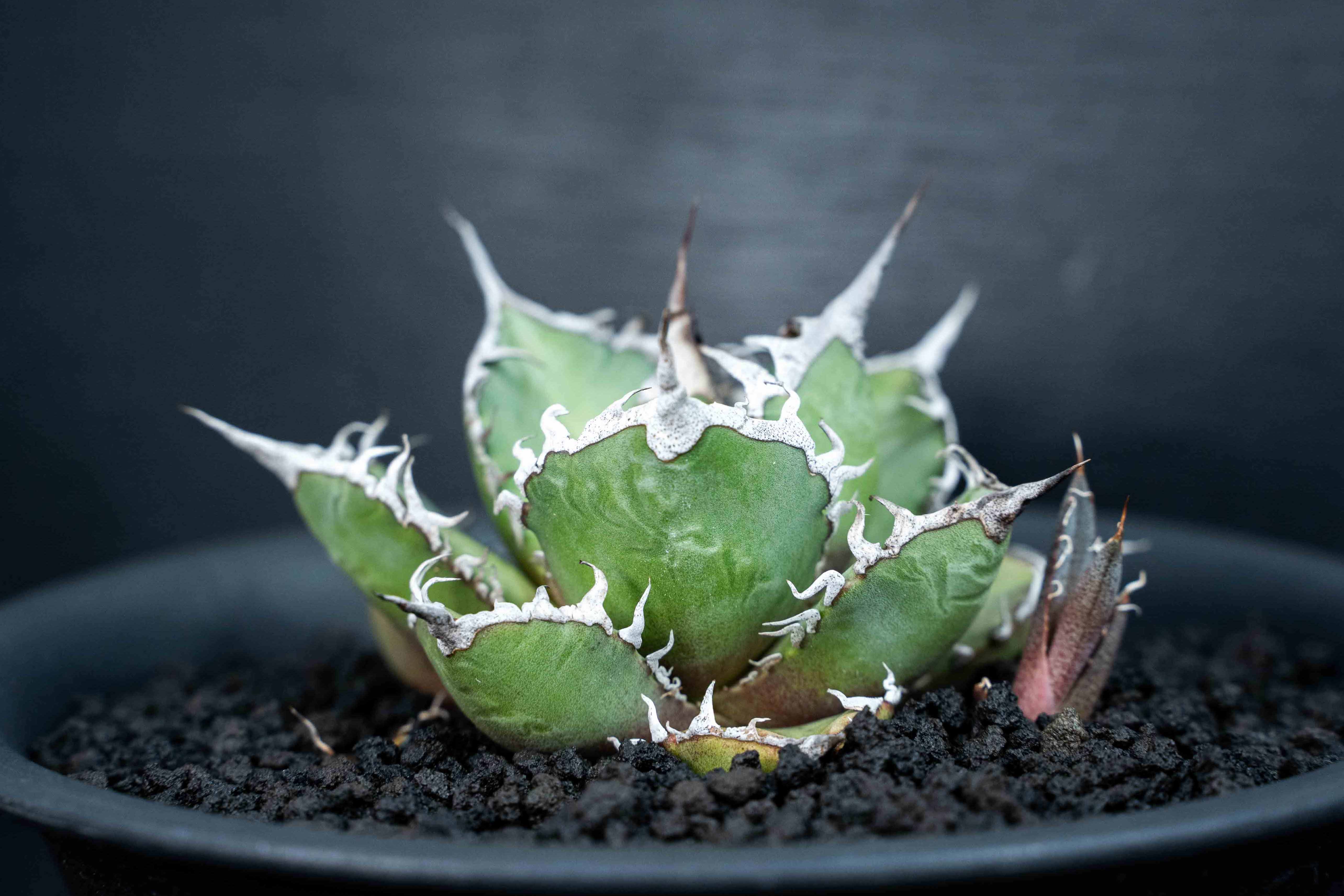 實生嚴龍 seedling